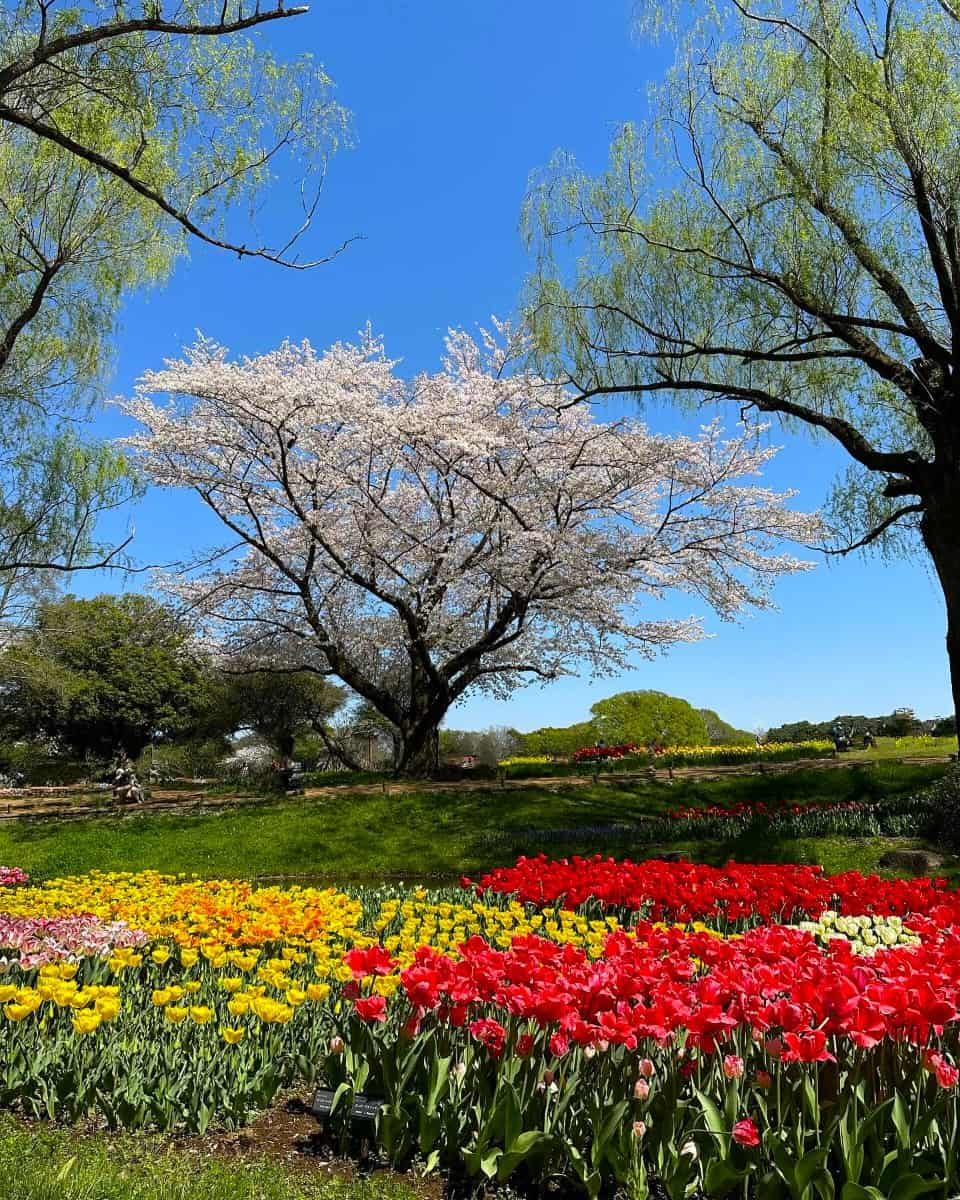 Showa Kinen Park, Tokyo