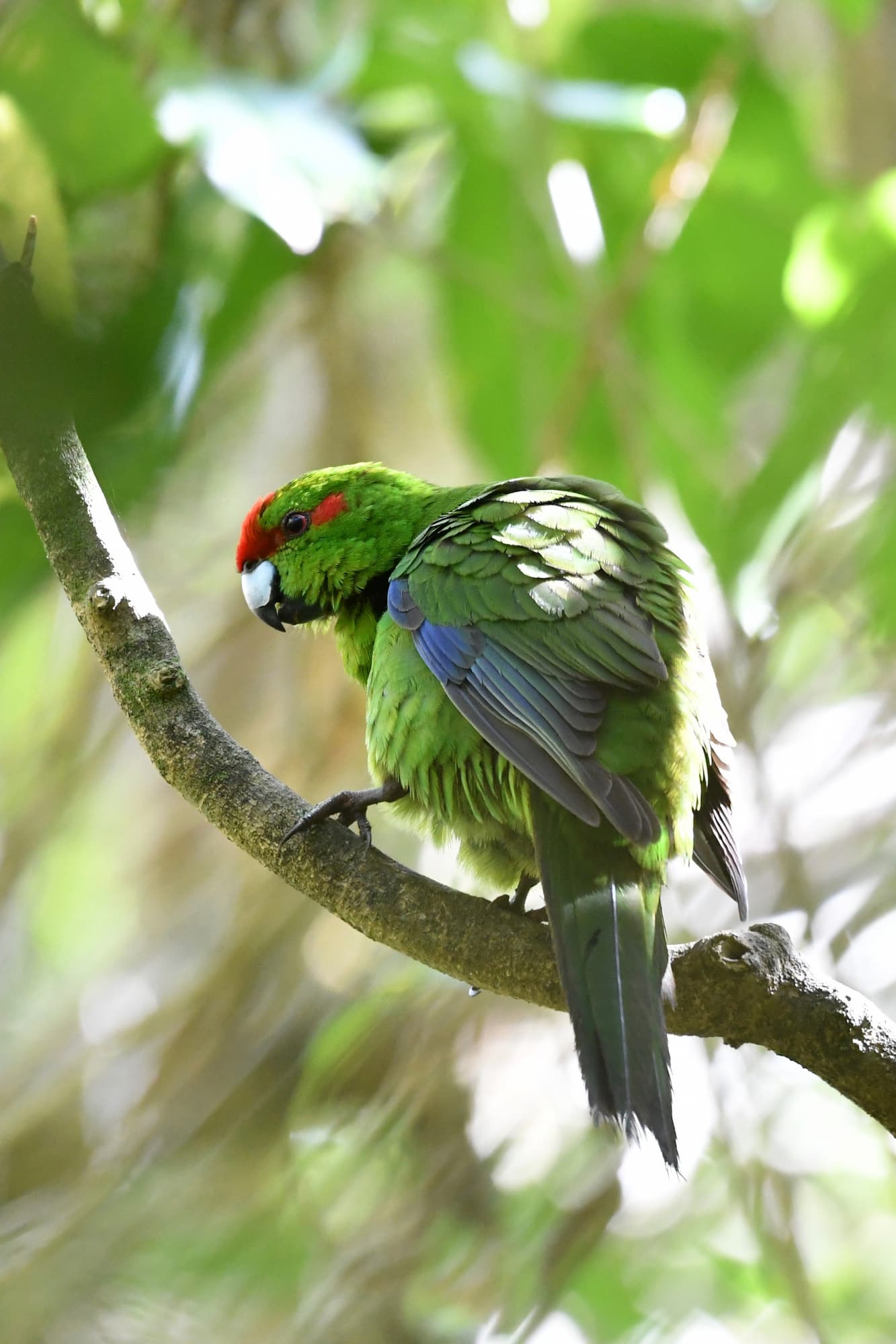 Tiritiri Matangi Auckland