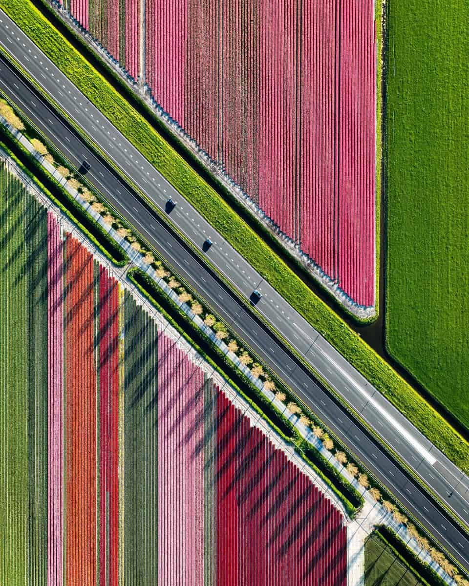 Tulip Fields, Amsterdam