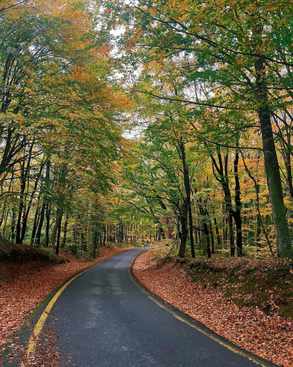 Turkey, Belgrad Forest