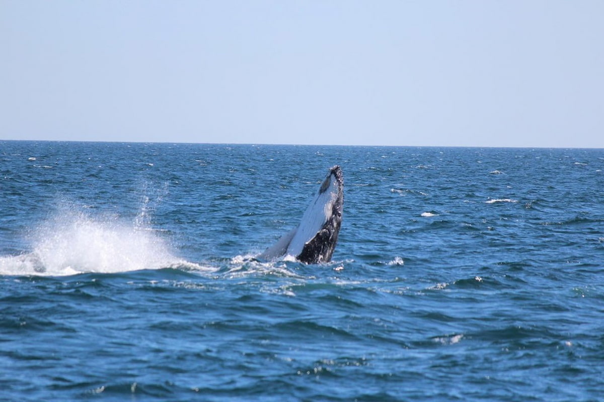 Whale Watching Along the Coast in Perth Whale Watching Along the Coast in Perth