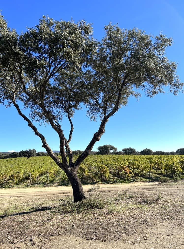 Cork Evora Cork Evora