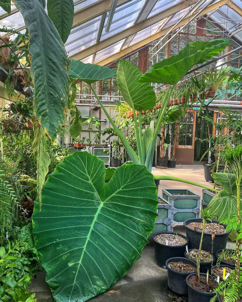 Hortus Botanicus, Leiden Hortus Botanicus, Leiden