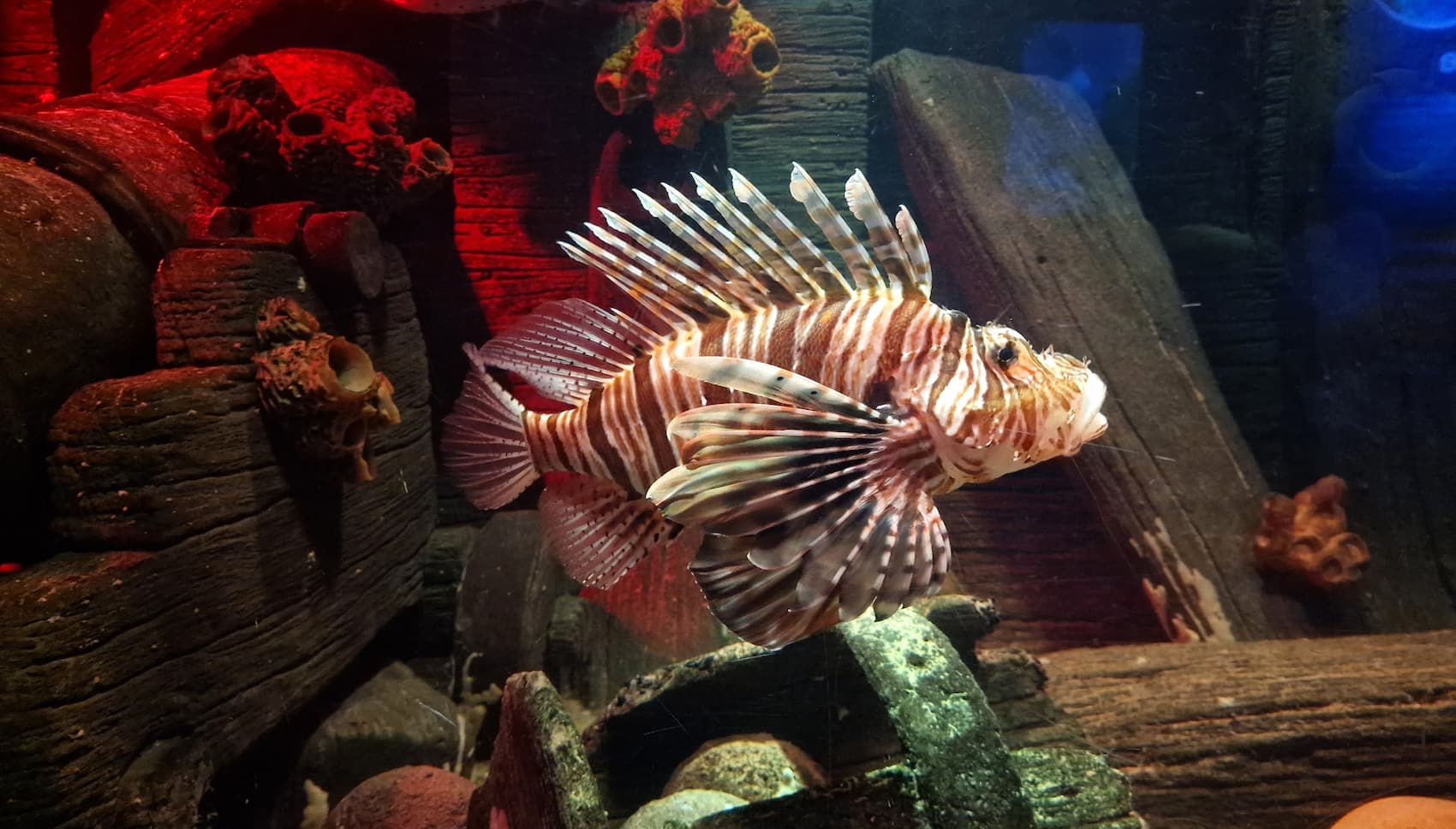 SEA LIFE