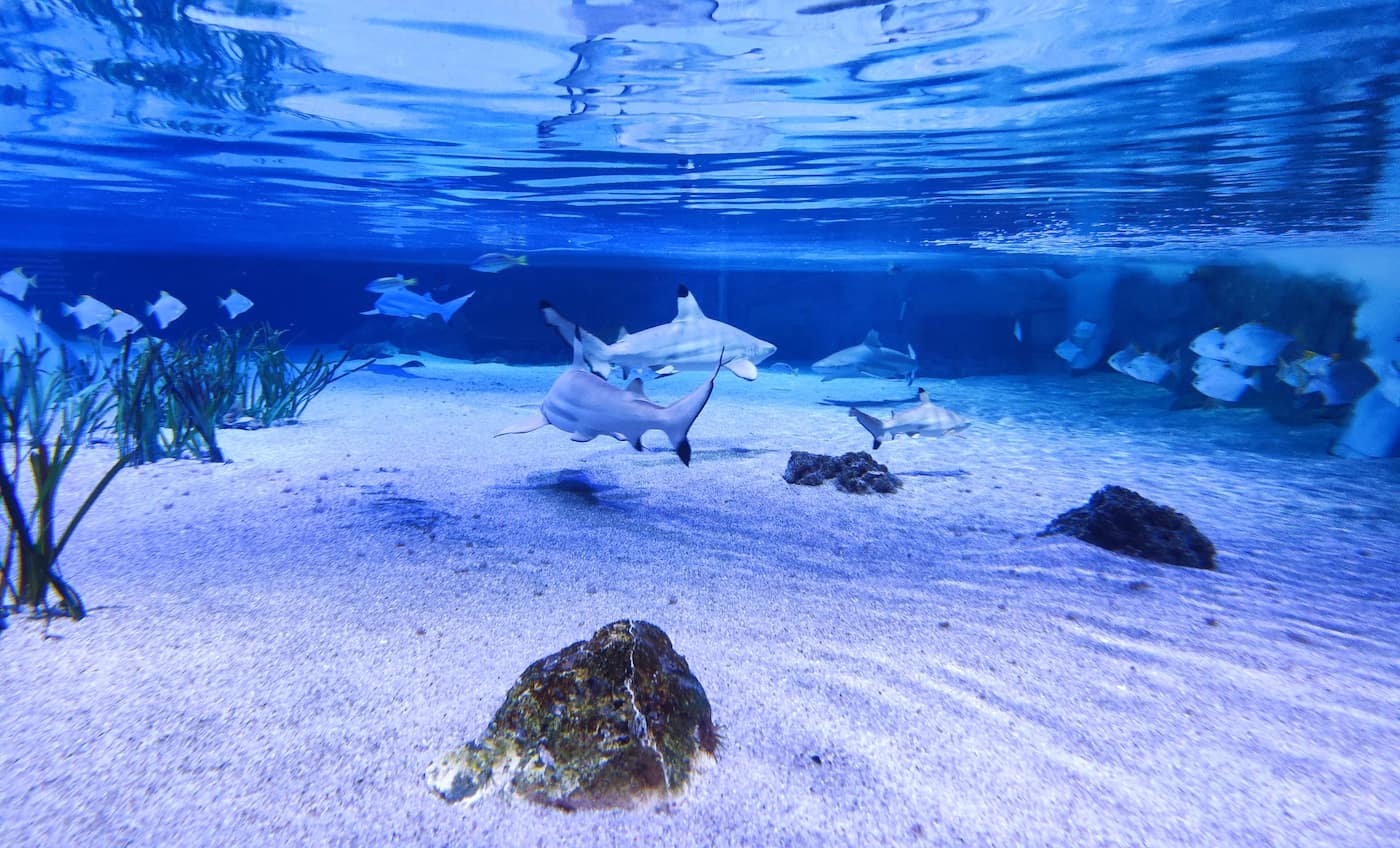 SEA LIFE