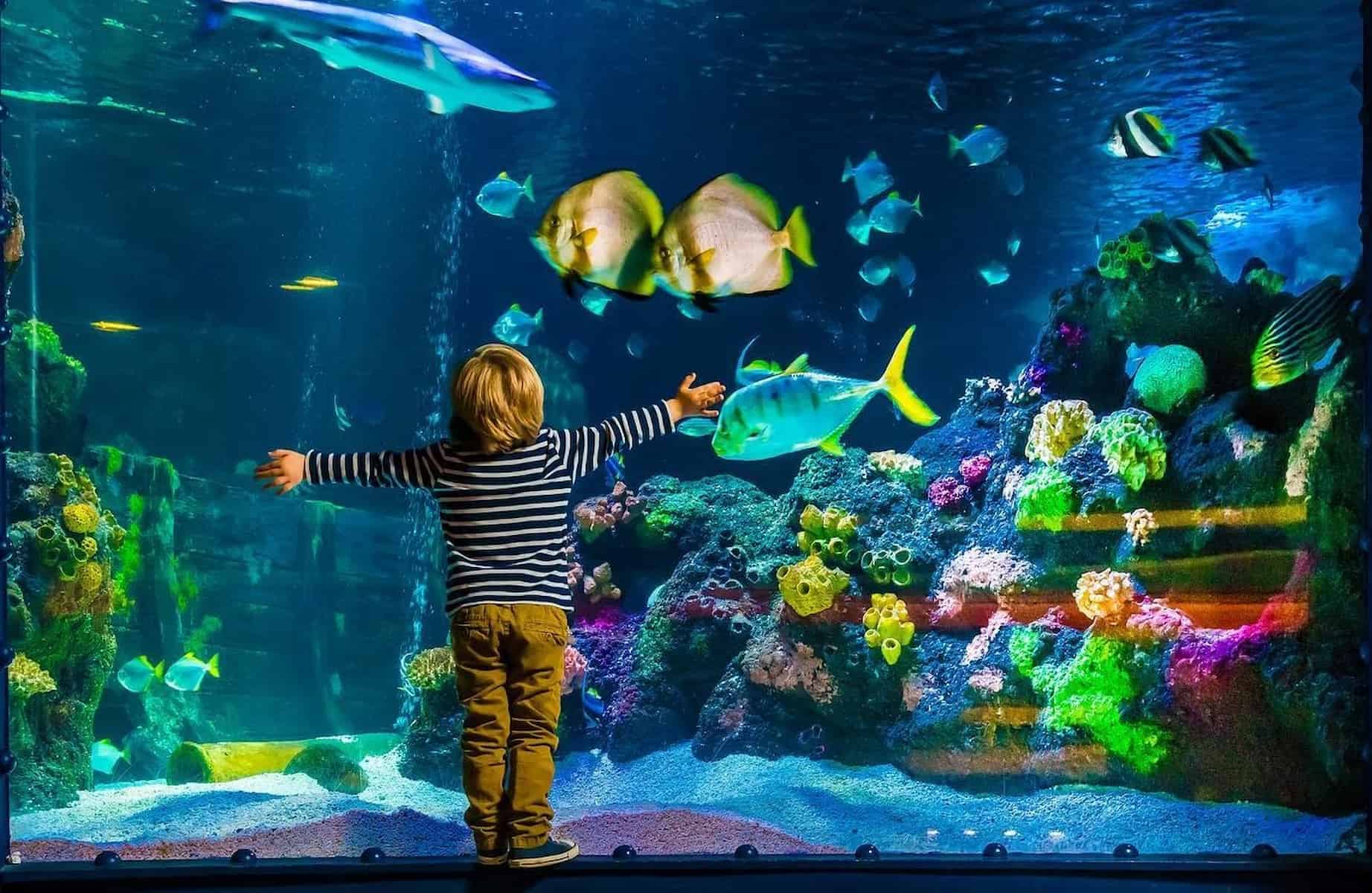 SEA LIFE, Hannover SEA LIFE, Hannover