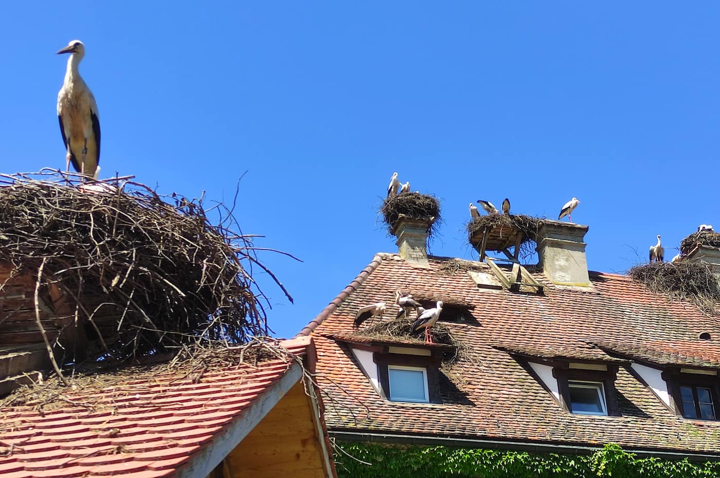 Affenberg Salem