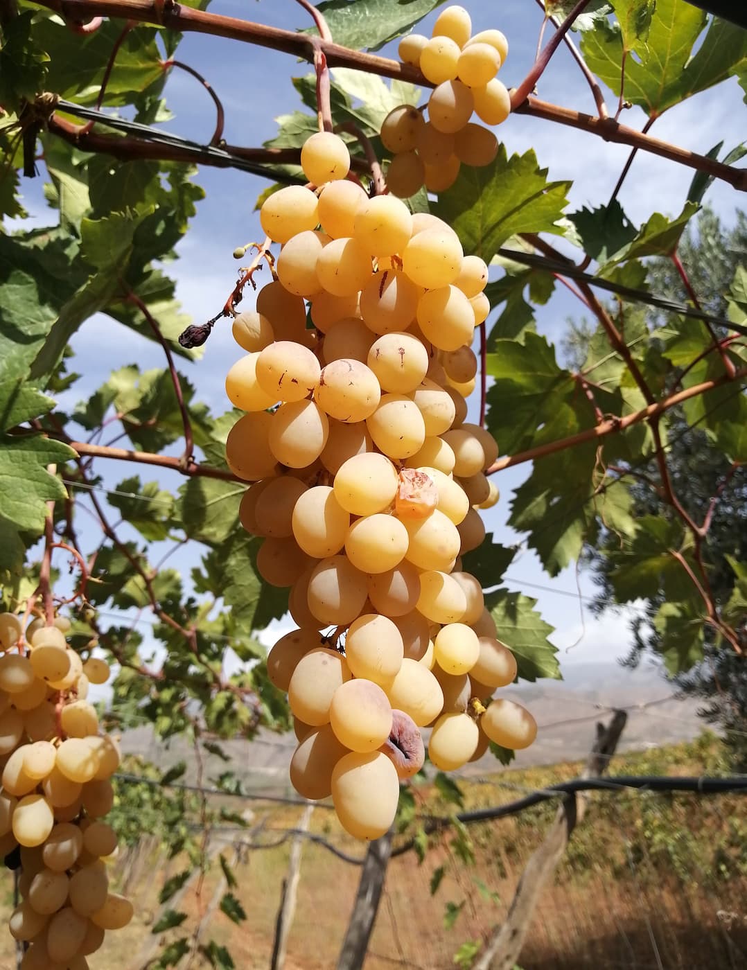 Andalusian Wine Route Ronda Andalusian Wine Route Ronda