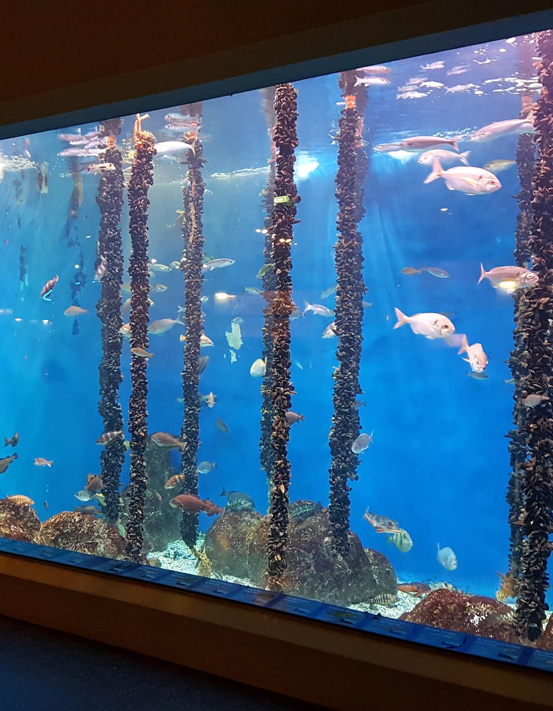 Aquarium Finisterrae, La Coruna Aquarium Finisterrae, La Coruna