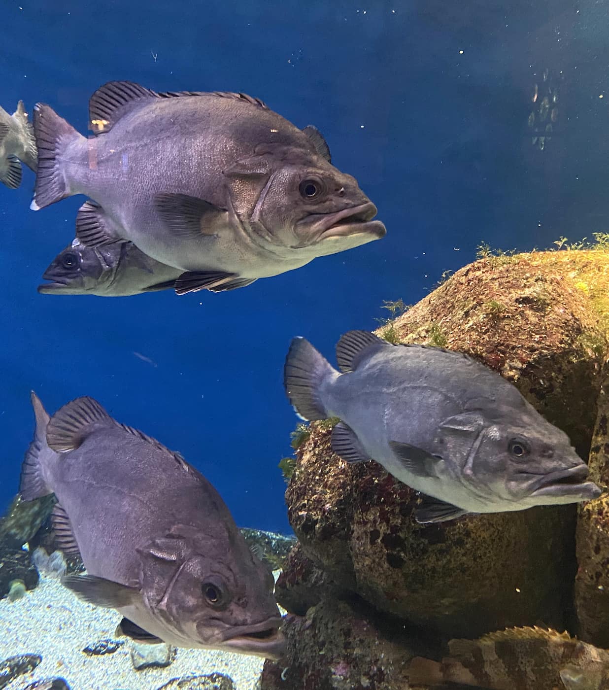 Aquarium Finisterrae, La Coruna Aquarium Finisterrae, La Coruna