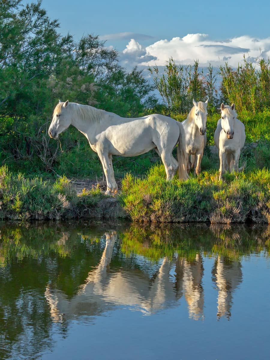 Camargue Regional Nature Park, Arles Camargue Regional Nature Park, Arles