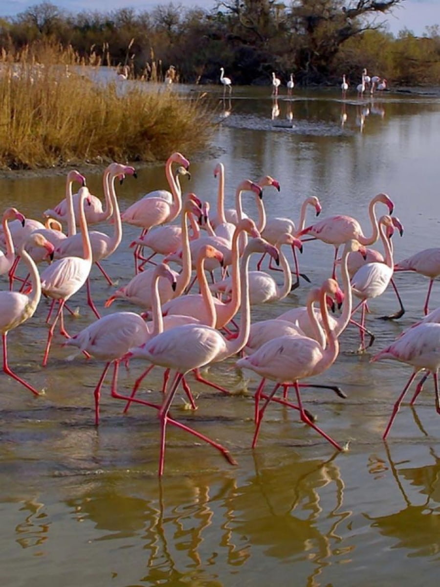 Camargue Regional Nature Park, Arles Camargue Regional Nature Park, Arles