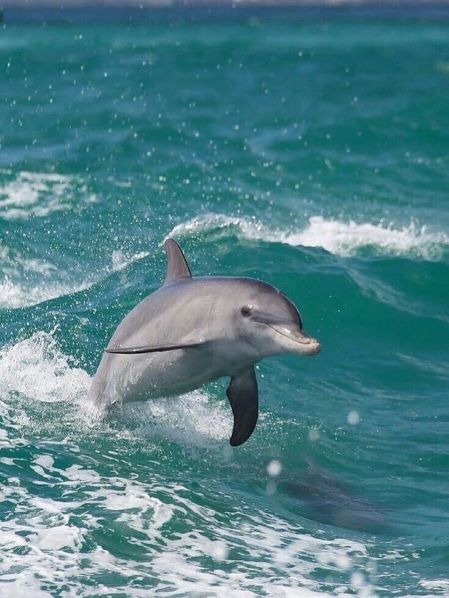 Dolphin watching Alvor Dolphin watching Alvor