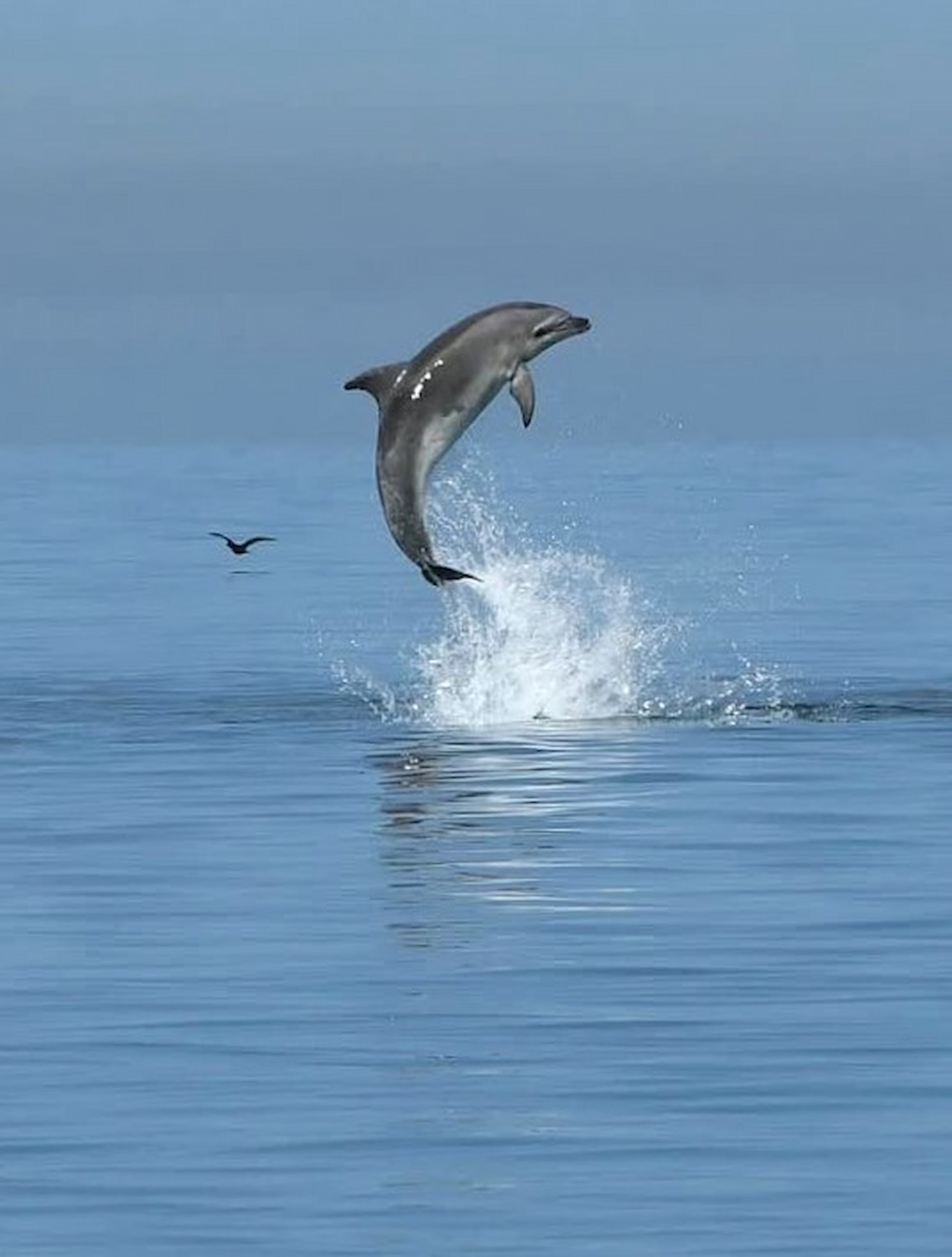 Dolphin watching Alvor Dolphin watching Alvor