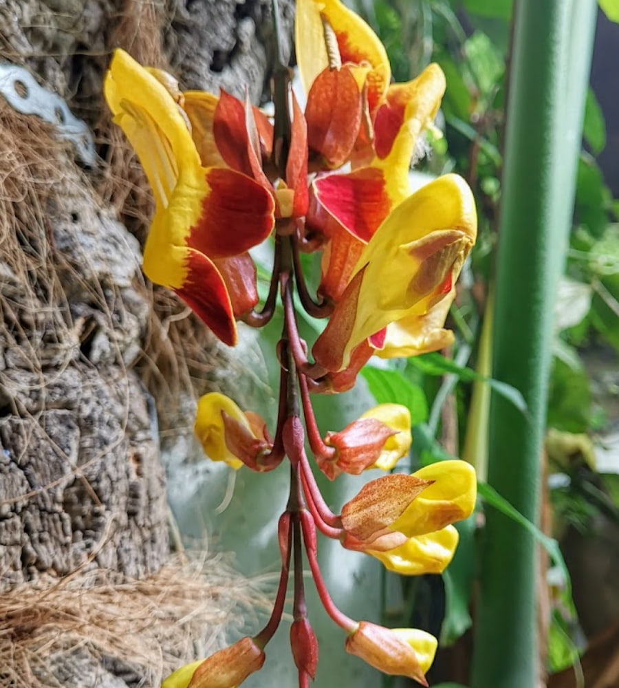 Estepona Orchid House Estepona Orchid House