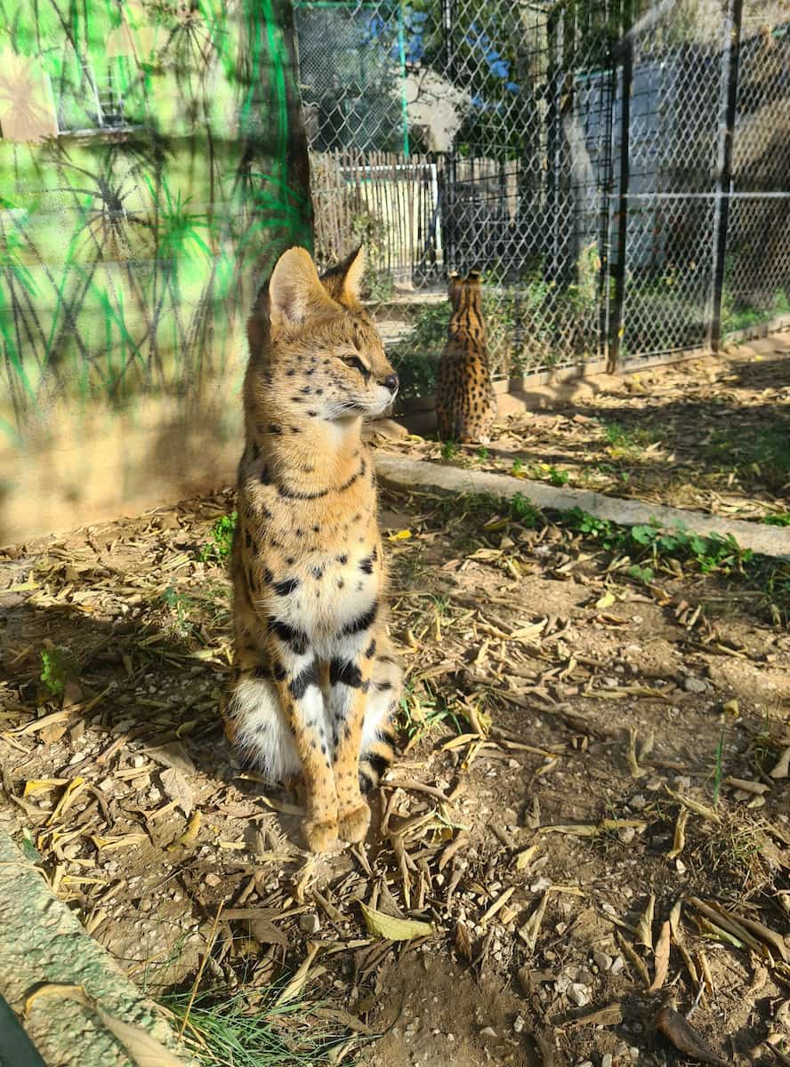 Mont Faron Zoo Toulon Mont Faron Zoo Toulon