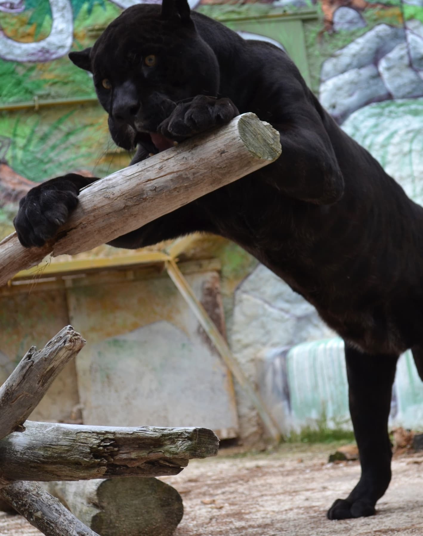 Mont Faron Zoo Toulon Mont Faron Zoo Toulon