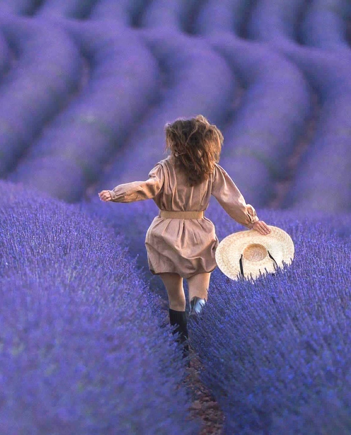 Provence Lavender Fields 1 Provence Lavender Fields
