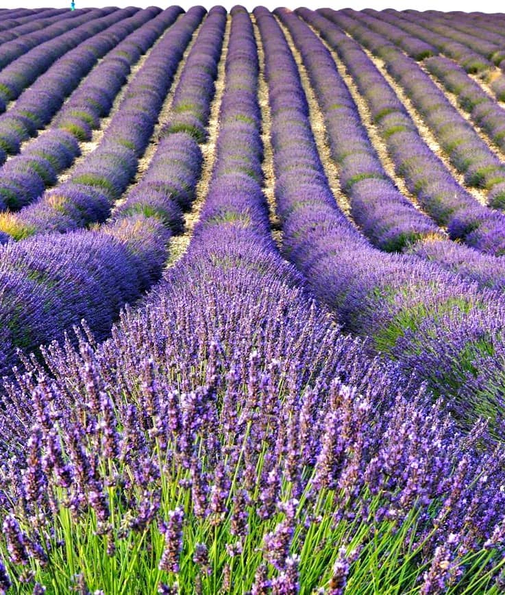 Provence Lavender Fields 2 Provence Lavender Fields