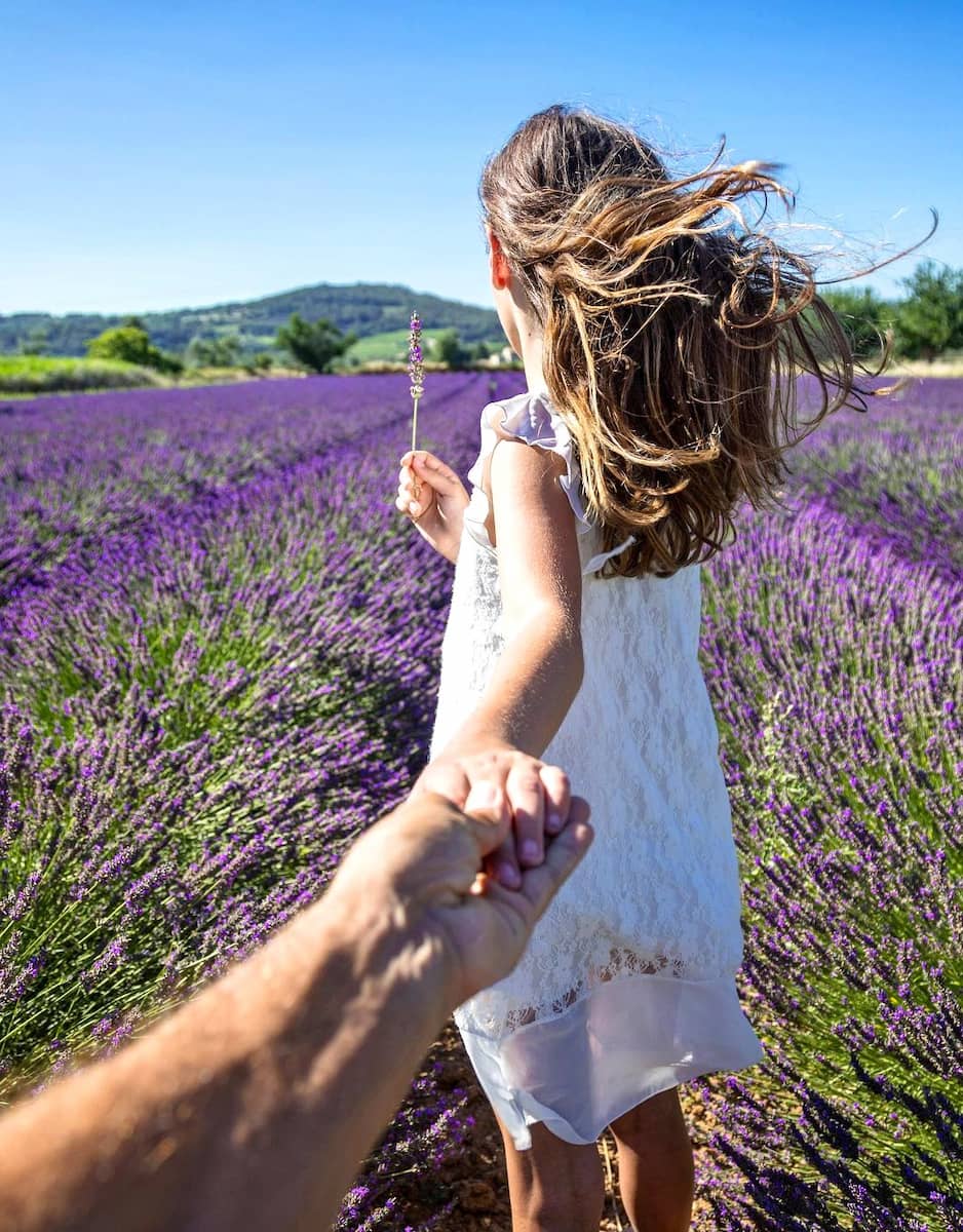 Provence Lavender Fields 3 Provence Lavender Fields
