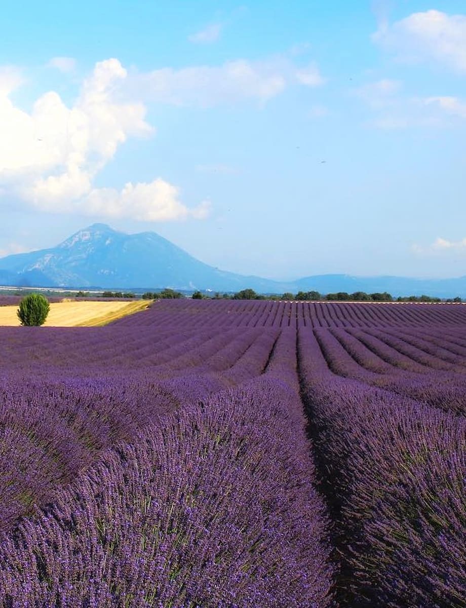 Provence Lavender Fields 4 Provence Lavender Fields
