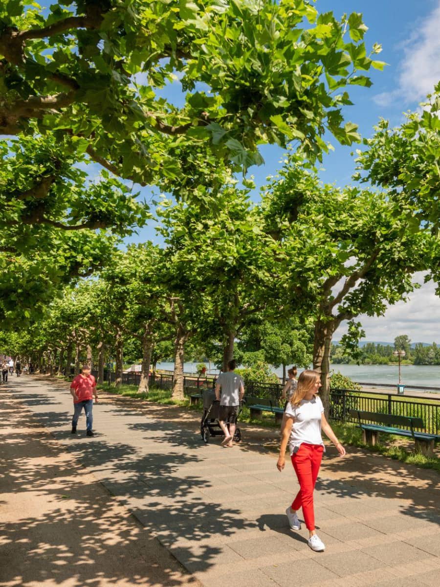Rhine Promenade, Mainz Rhine Promenade, Mainz
