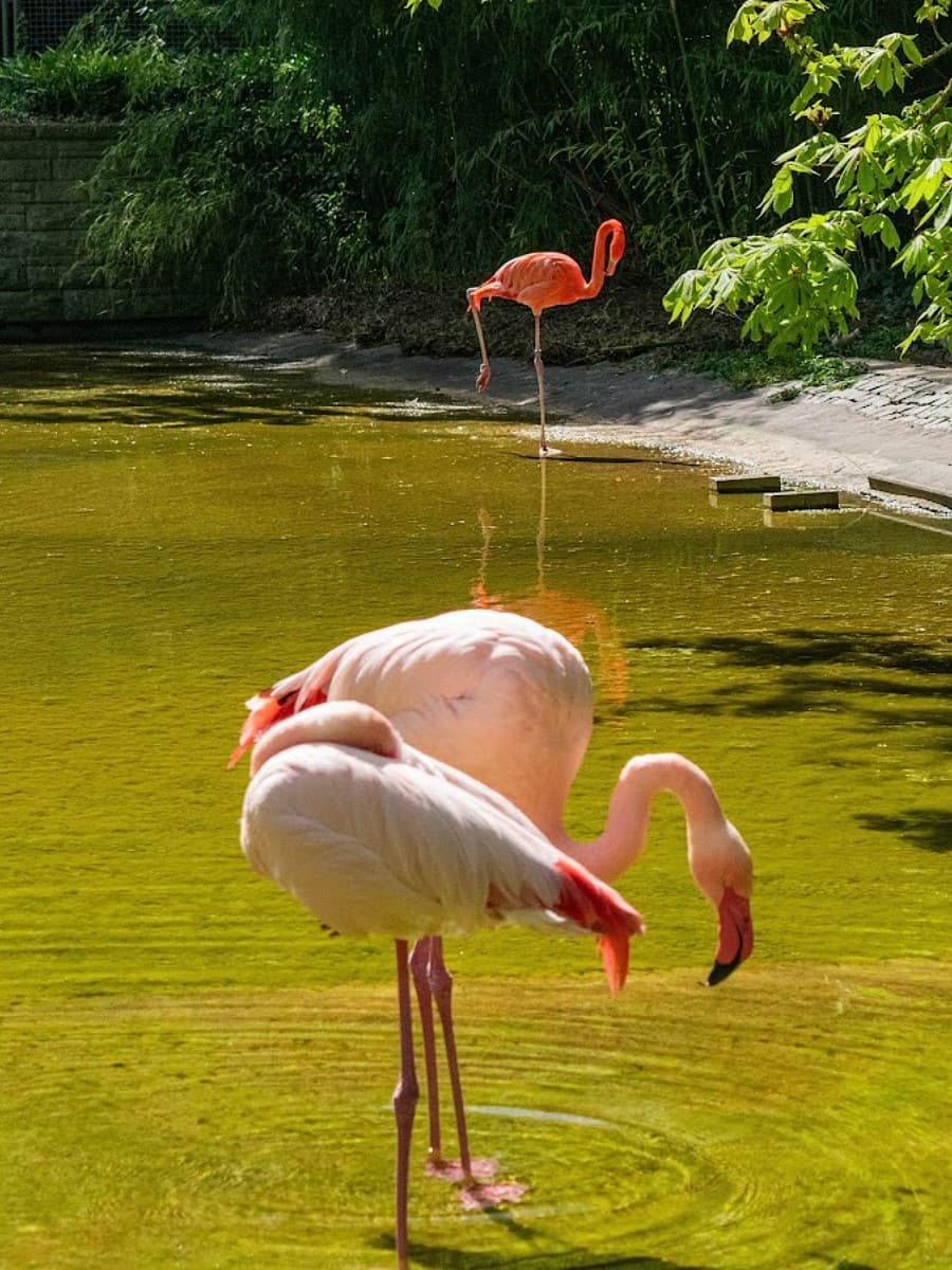 Stadtpark, Mainz