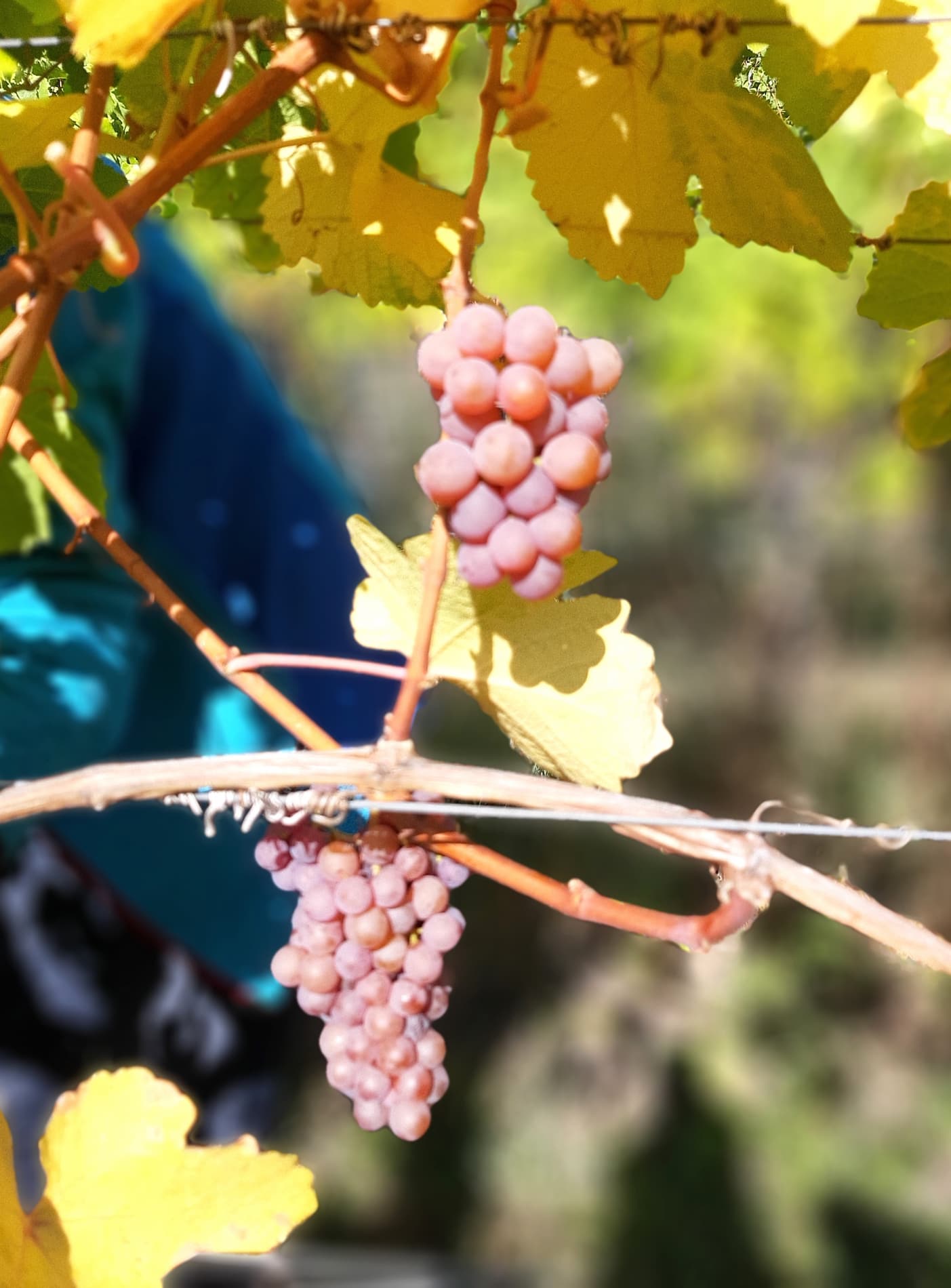 Wine Tasting Tours Bolzano Wine Tasting Tours Bolzano