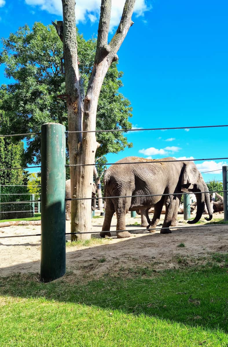 Aalborg Zoo, Denmark
