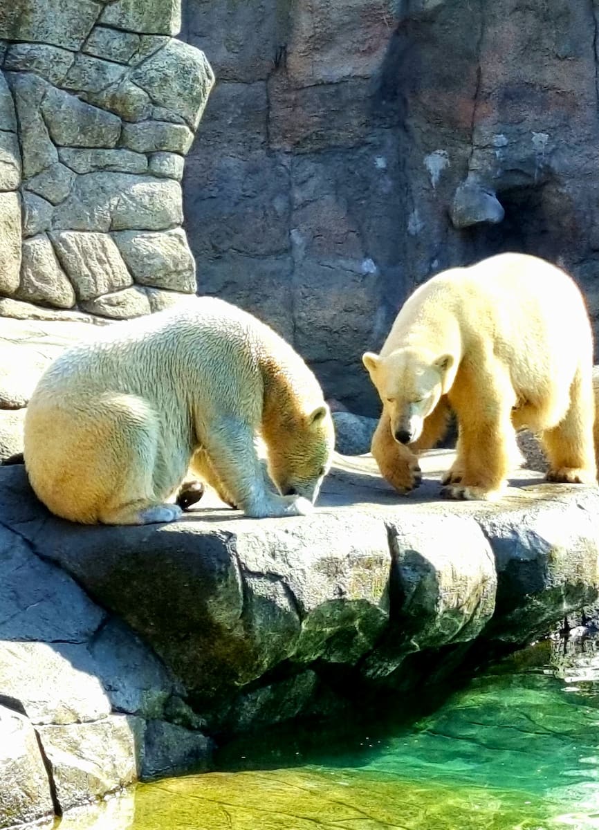 Aalborg Zoo, Denmark