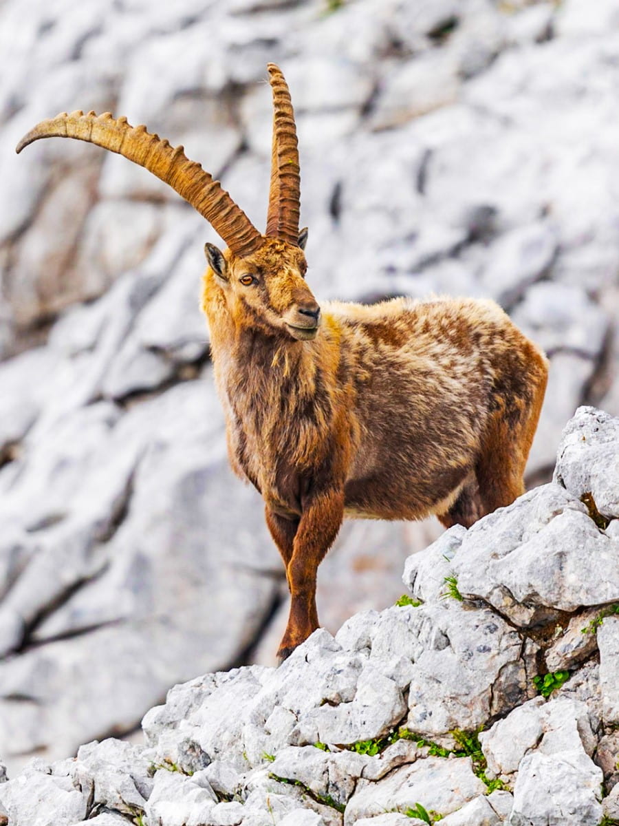 Almenwelt Lofer, Berchtesgaden Almenwelt Lofer, Berchtesgaden