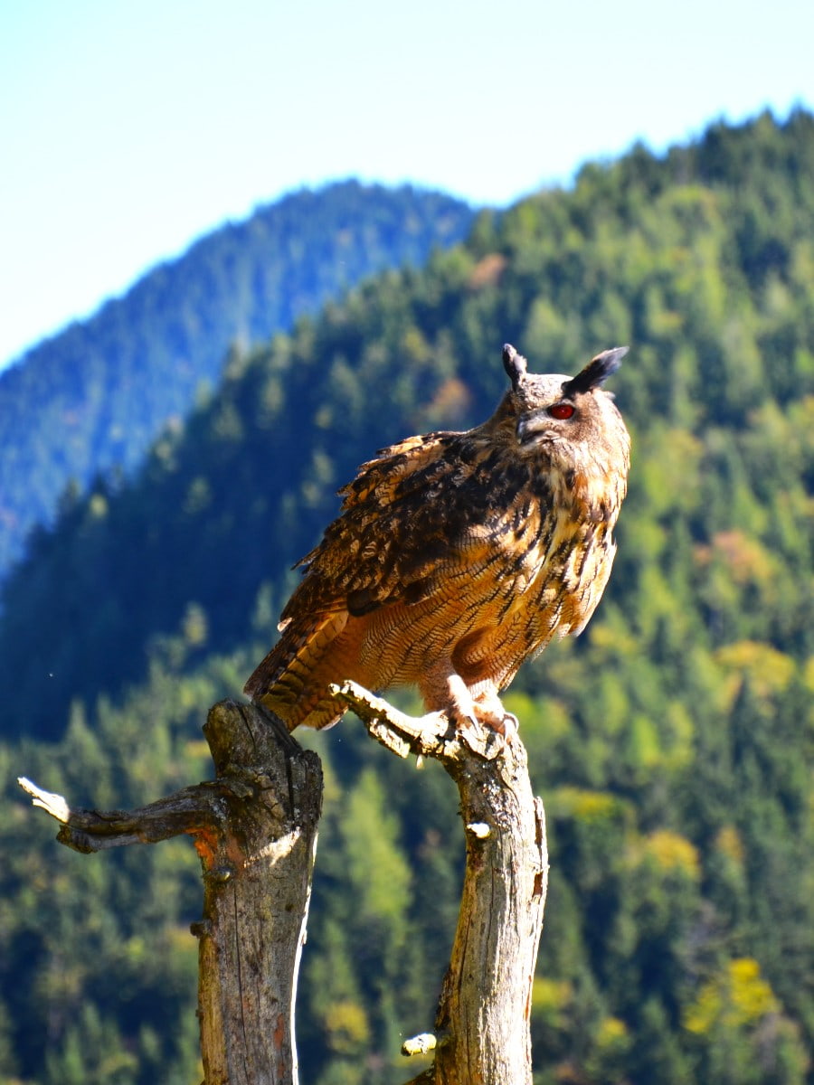 Almenwelt Lofer, Berchtesgaden Almenwelt Lofer, Berchtesgaden