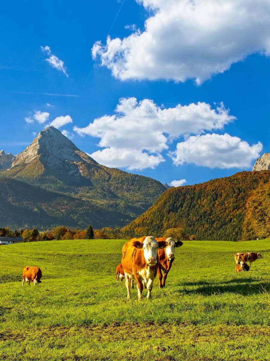 Almenwelt Lofer, Berchtesgaden Almenwelt Lofer, Berchtesgaden
