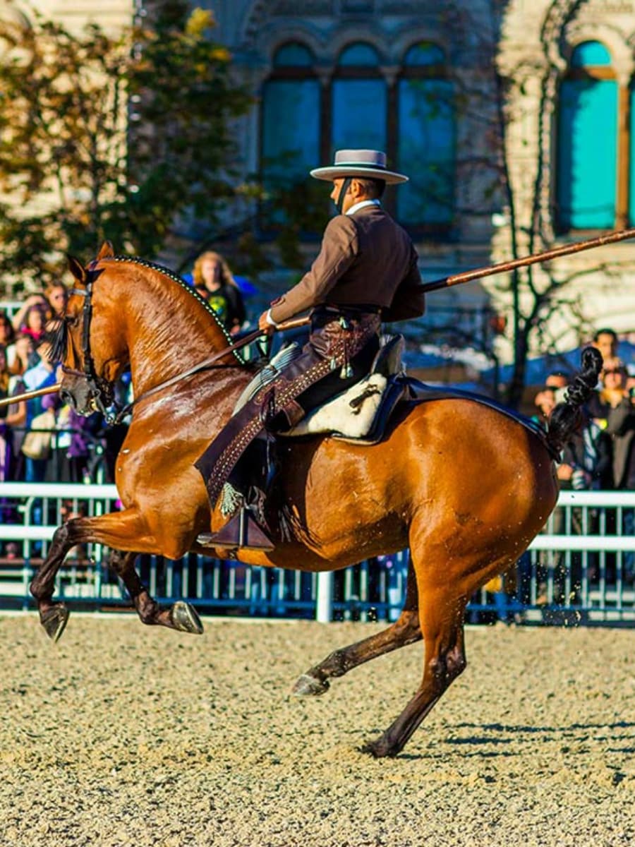 Andalusian School of Equestrian Art, Jerez de la Frontera