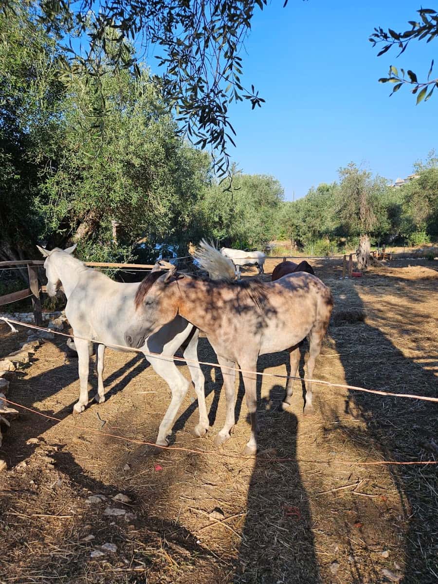 Arena Horse Riding, Sidari