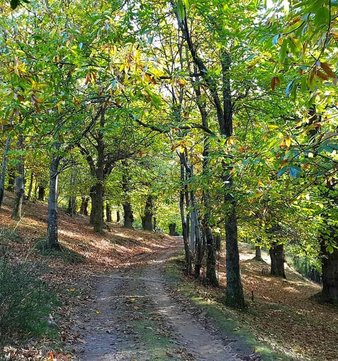 Autumn Foliage Walks in Monterosso Hills Autumn Foliage Walks in Monterosso Hills