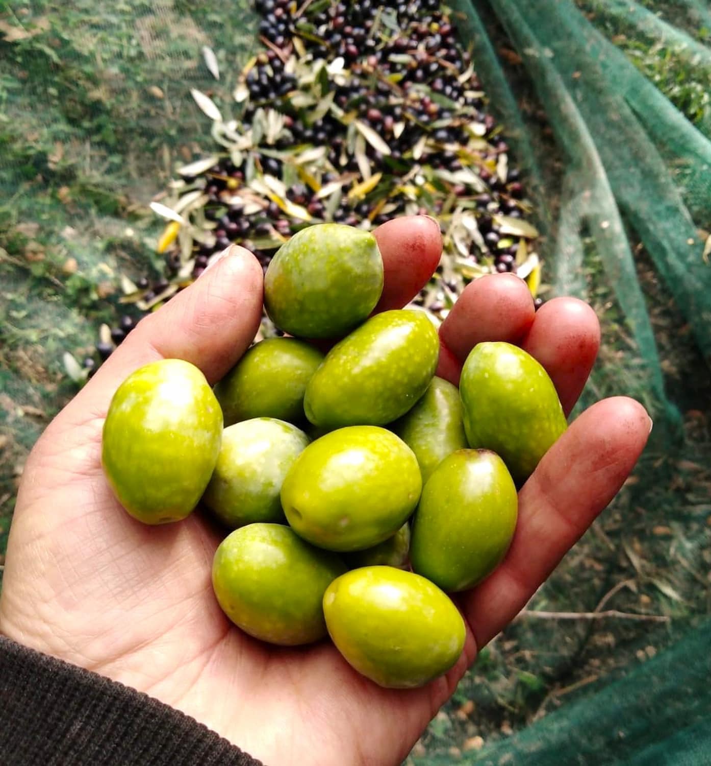 Autumn Foliage Walks in Monterosso Hills Autumn Foliage Walks in Monterosso Hills