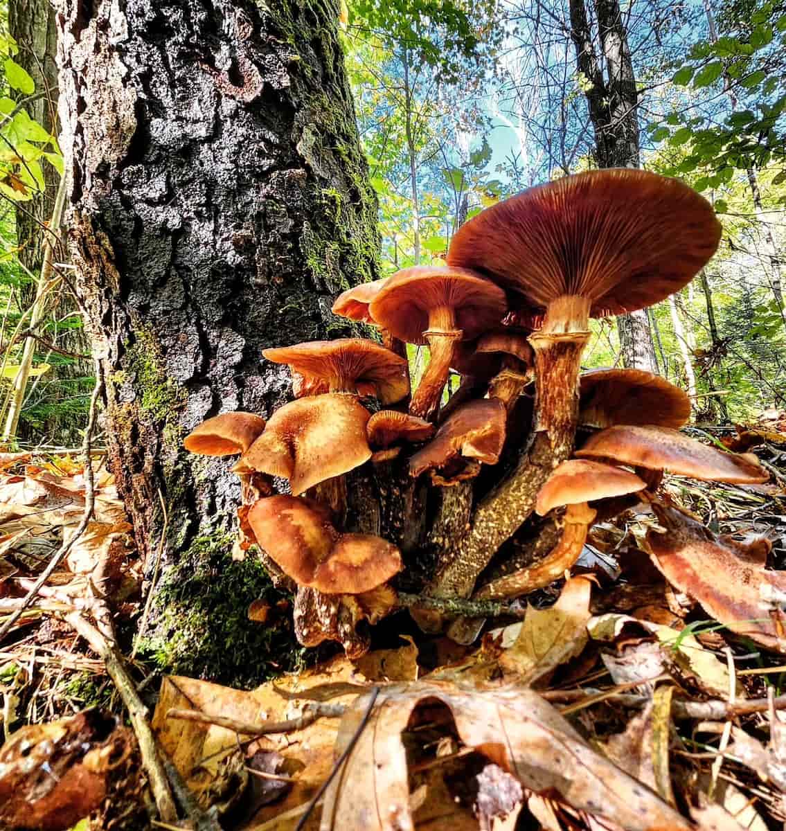 Autumn Foliage Walks in Monterosso Hills Autumn Foliage Walks in Monterosso Hills