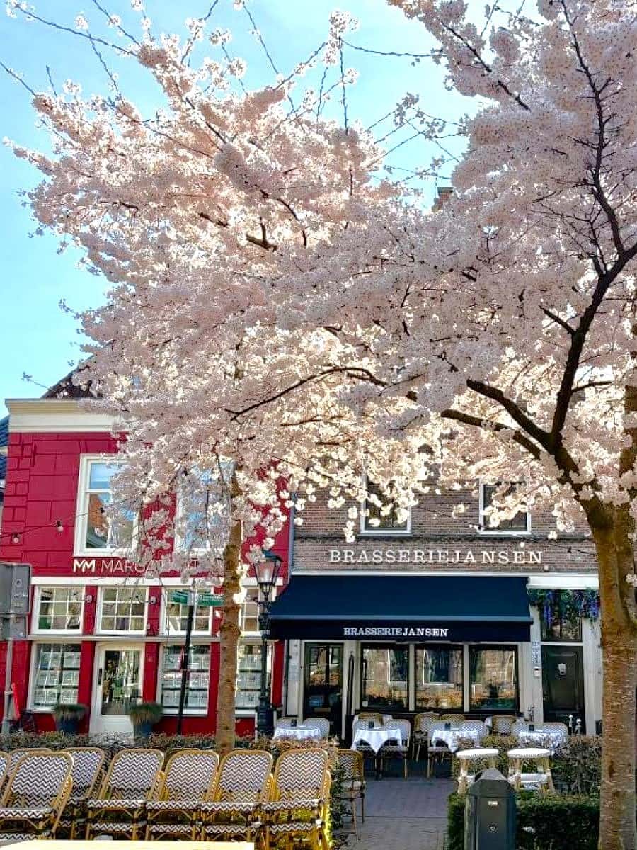 Bloesemroute, Zwolle