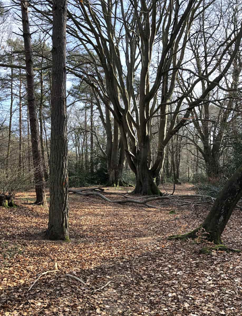 Bois du Breuil, Honfleur Bois du Breuil, Honfleur