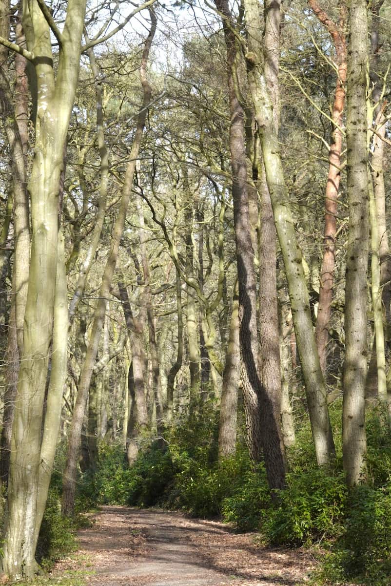 Bois du Breuil, Honfleur Bois du Breuil, Honfleur