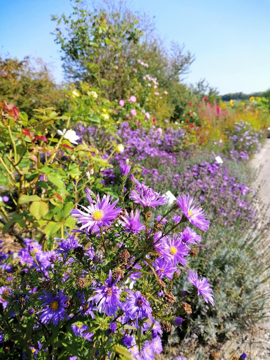 Botanical Garden, Ulm Botanical Garden, Ulm