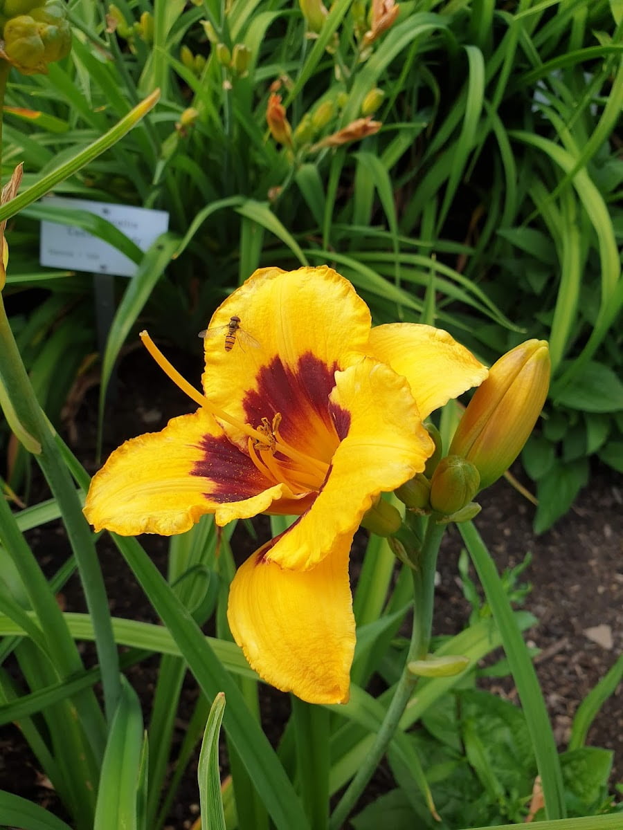 Botanical Garden, Ulm Botanical Garden, Ulm