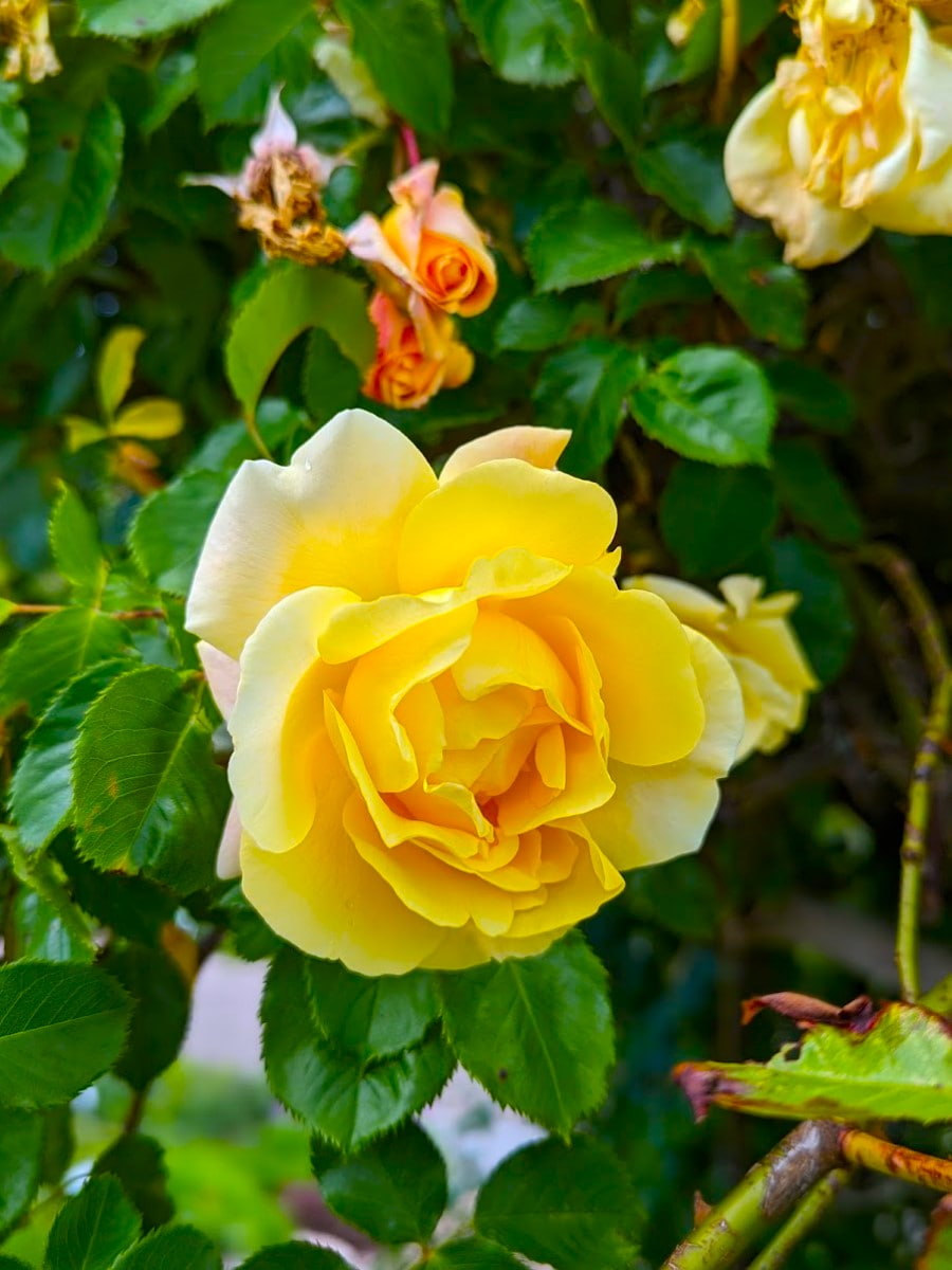 Botanical Garden, Ulm Botanical Garden, Ulm