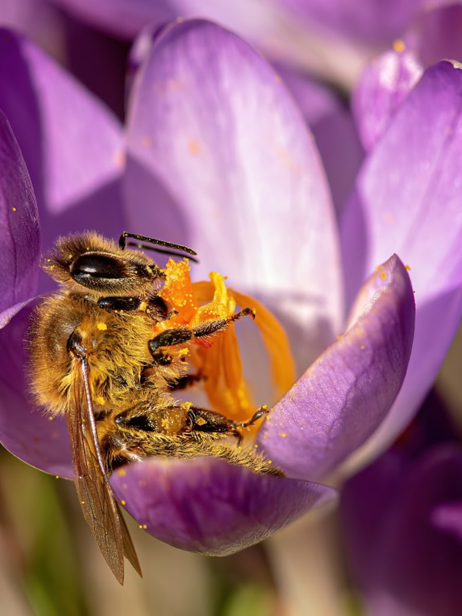 Botanical Garden, Ulm Botanical Garden, Ulm
