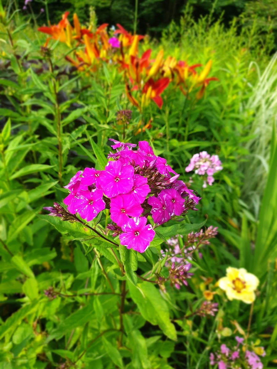 Botanical Garden of Ulm University, Ulm Botanical Garden of Ulm University, Ulm