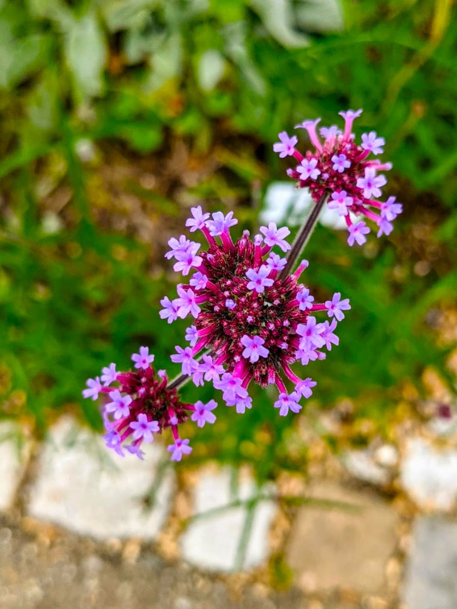 Botanical Garden of Ulm University, Ulm Botanical Garden of Ulm University, Ulm