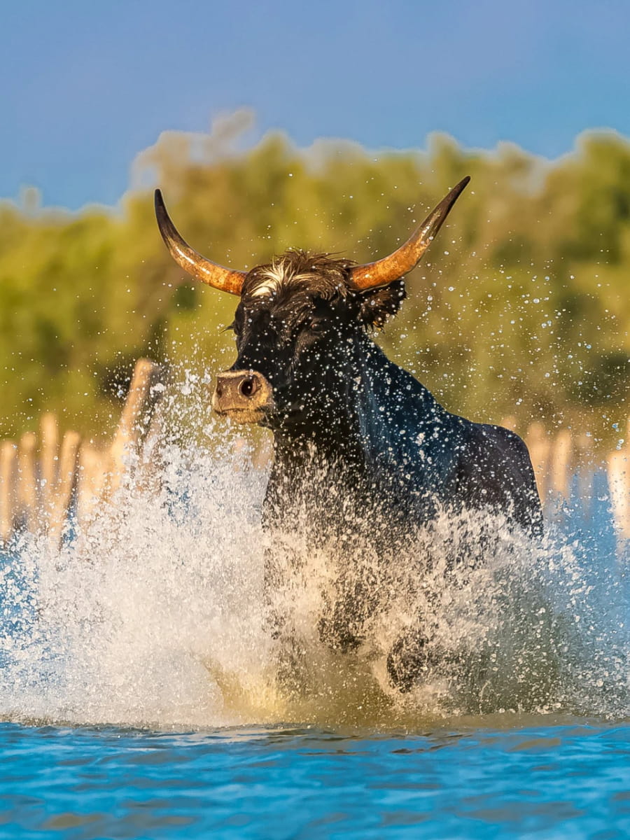 Camargue National Park, Arles Camargue National Park, Arles