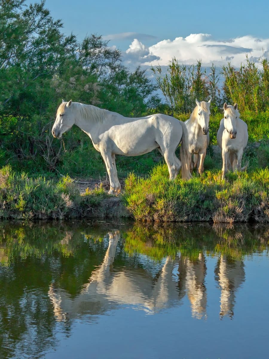 Camargue National Park, Arles Camargue National Park, Arles
