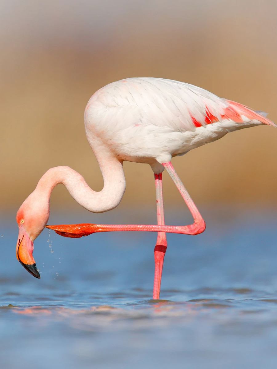 Camargue National Park, Arles Camargue National Park, Arles